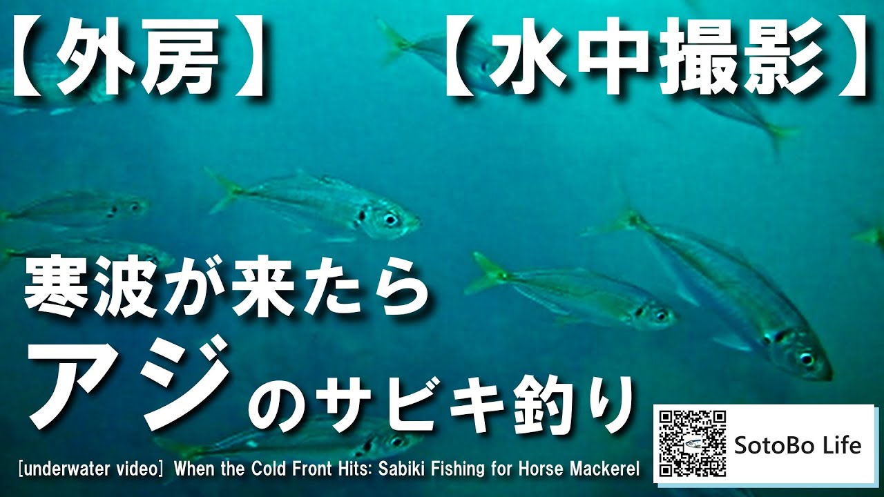【外房】【水中撮影】寒波が来たらアジのサビキ釣り