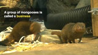 Get to know the dwarf mongoose business