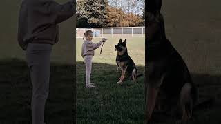 #k9#USA#dogsoftiktok#tactical#dogs#fyp#malions#DogTraining#viral#k9unit#trending#trainingdog#asmr