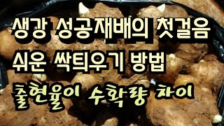 [25-24]생강 성공재배의 첫걸음 쉬운 싹틔우기 방법, 출현율 높이는 방법