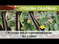 Голова садовая - Огурцы индетерминантные на улице