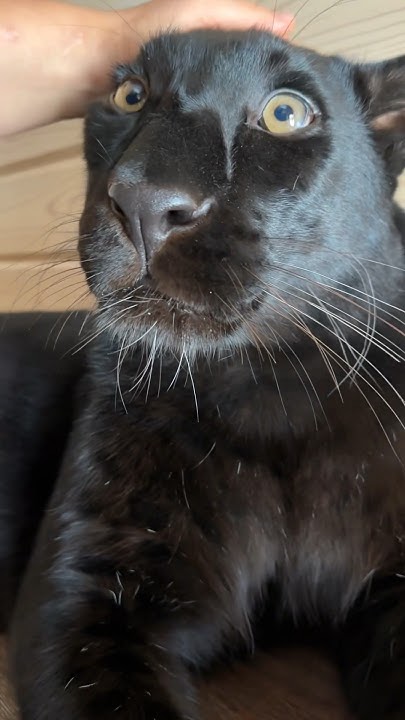 Purring panther 🐆 - YouTube