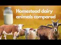 Cow milk vs Sheep milk vs Goat milk (+ How to Milk a Sheep)
