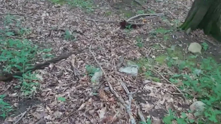 I did NOT fall off a cliff, lobster mushrooms and ...
