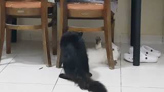 Cat fight or romance? by MURPHY & LUCY TURKISH ANGORA CATS 40 views 2 years ago 1 minute, 9 seconds