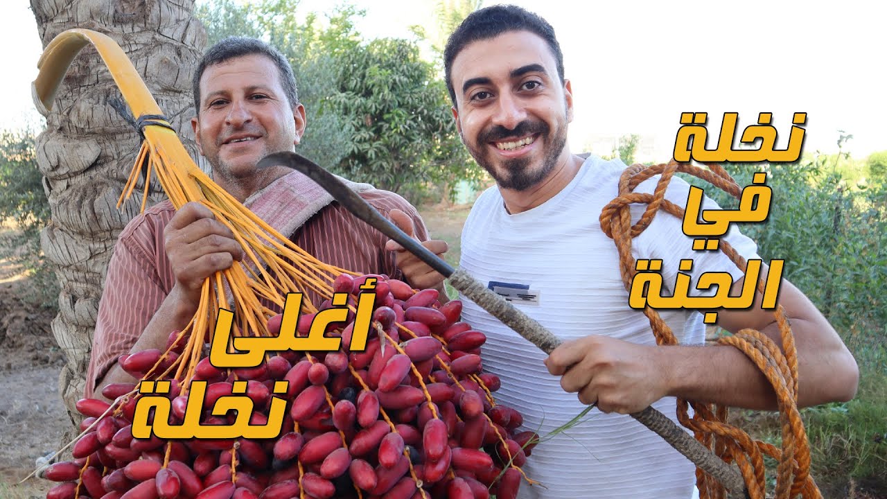أغلى نخلة في التاريخ  من الجنة وكيفية جني البلح وأنواعه