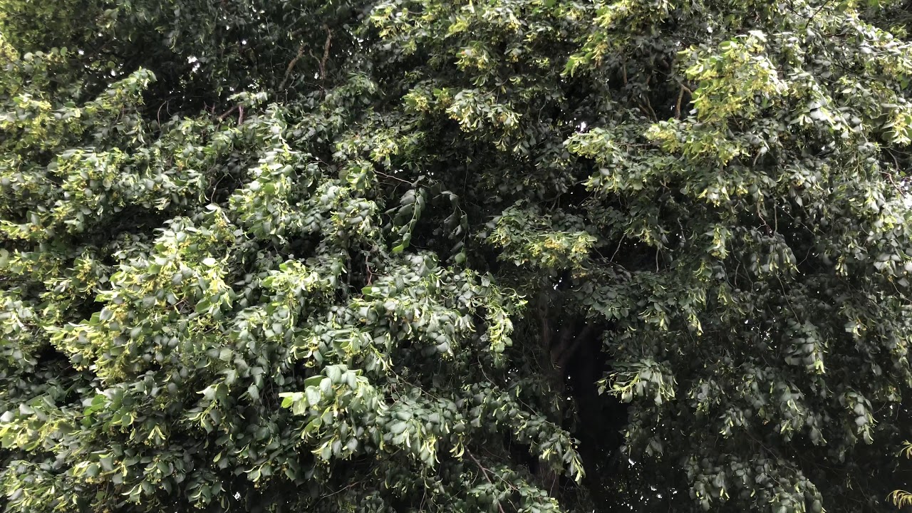 Large-leaved lime - leaves & flowers - June 2020