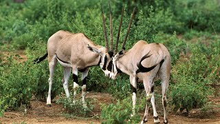 East African oryx (Oryx beisa) by Familiarity With Animals (FWA) 643 views 4 days ago 1 minute, 21 seconds