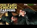 Free Range Chickens Farming Part 1 : Free Range Chickens Farming | Agribusiness Philippines