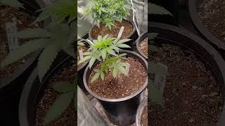 growing weed 101 garage grow
