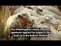 Live sheep export in Australia will end by 2028