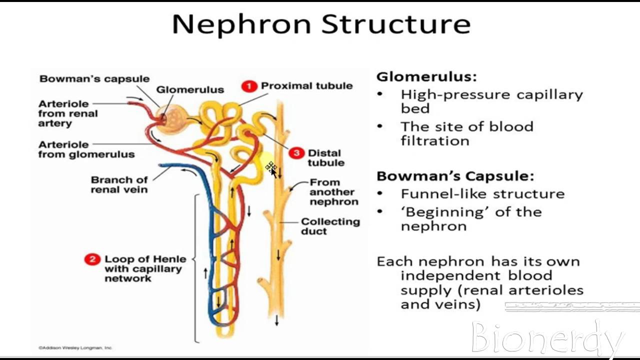 kidney structure/ excretory system of humans/Functions of nephron in