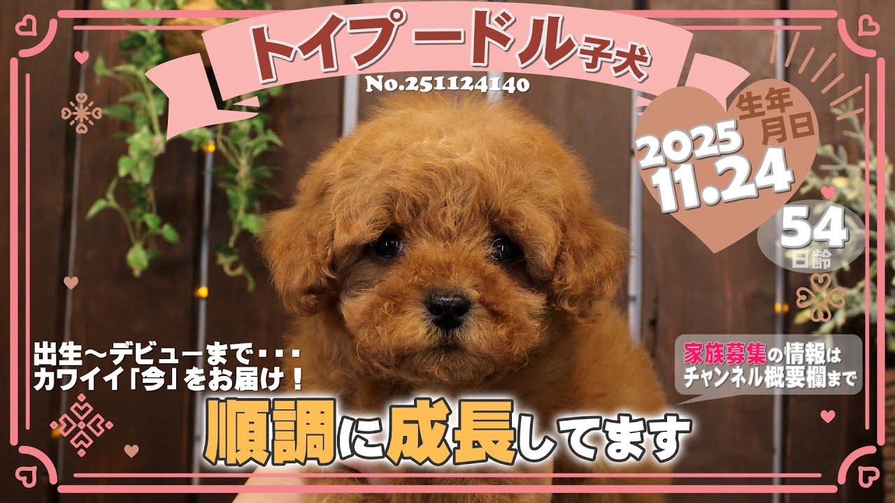 トイプードル子犬｜2025.11.24生（54日齢）④｜レッドフォーン｜女の子｜滋賀県