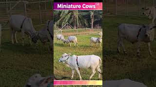 Miniature Cow srikrishncow Miniaturepunganurucow nadipathygoshala shorts