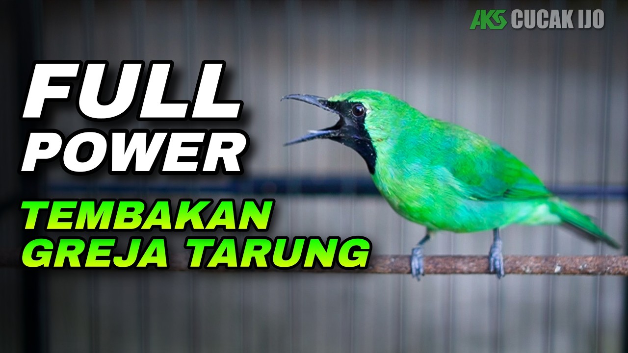 MASTERAN CUCAK IJO MATERI TEMBAKAN GREJA TARUNG COCOK UNTUK MATERI TEMBAKAN IJO DEWASA/BAHAN