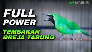 MASTERAN CUCAK IJO MATERI TEMBAKAN GREJA TARUNG COCOK UNTUK MATERI TEMBAKAN IJO DEWASA/BAHAN