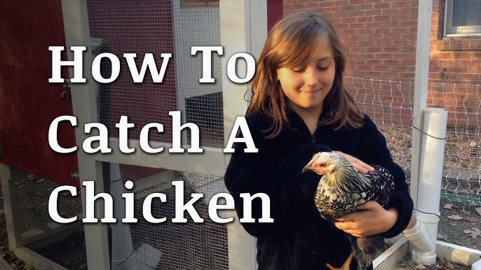 HOW TO CATCH A CHICKEN (Without Running Around Like An Idiot) 