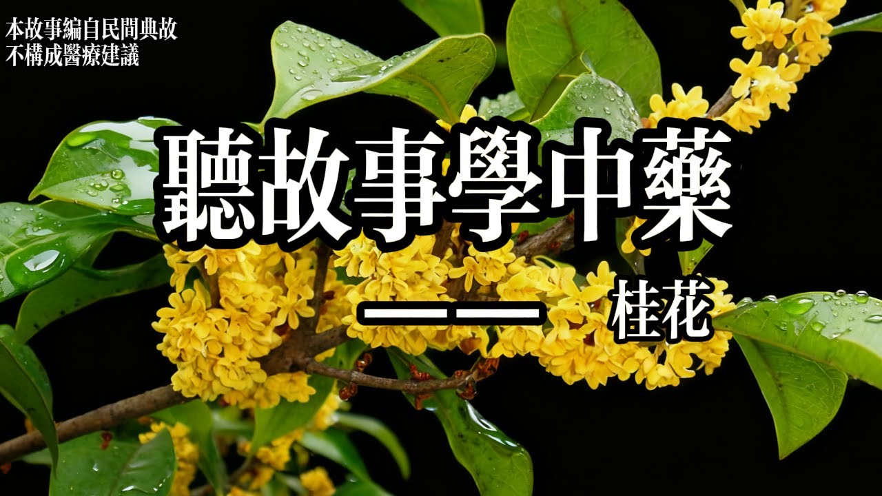 南宋秋燥肆虐，名醫藥方全失效，深山遇老翁給 “花” 治病，百姓喝後竟當場不咳！這花究竟有何神效？#民間故事 #睡前故事 #人性 #善良 #聽故事 #人生哲理 #故事 #中藥#聽故事學中藥