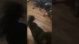 AKC Virtual Scent Work Test Beginner - Druid: Search #2