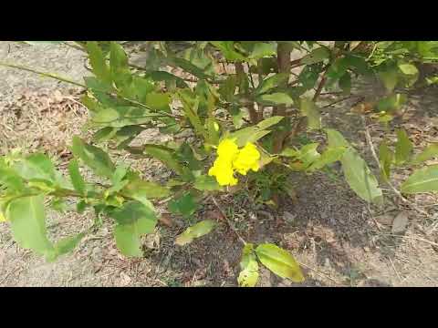 Video Xả Hàng 100k/cây siêu rẻ|| Mai Giảo Thủ Đức || Vườn... - youtube