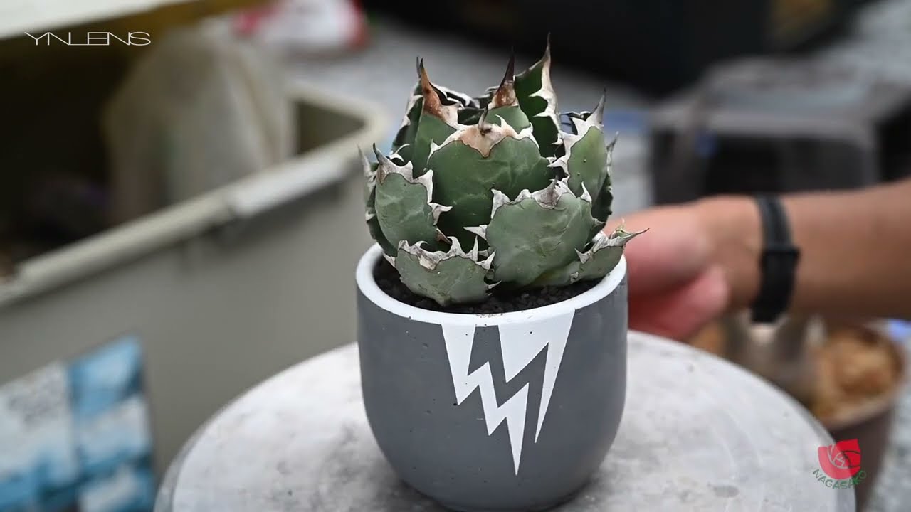 アガベ　イラン　チタノタ　大株　with 自作鉢　その1 アガベ イラン チタノタ 大株 with 自作鉢 その1 チタノタ アガベ 大型