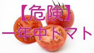 【トマト ダイエット】一年中『トマト』の危険