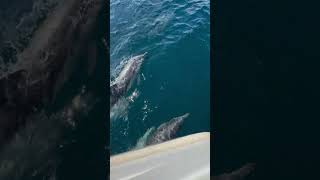 Dolphin Pod Swimming in Boat’s Wake During a Trip