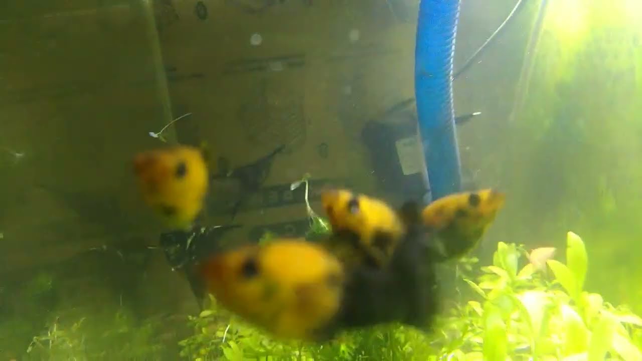 AKUARIUM ESTETIK MURAH 