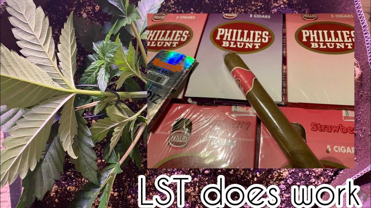 Blue Gelato 41 / Sapphire Scout.  Low Stress Training Update.  Day 43