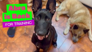 Abra the 4 Month Belgian Malinois X Dutch Shepherd is Back at the Farm for Training