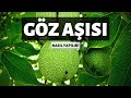 GÖZ AŞISI NASIL VE NE ZAMAN YAPILIR ? - CEVİZ AŞISI 2020