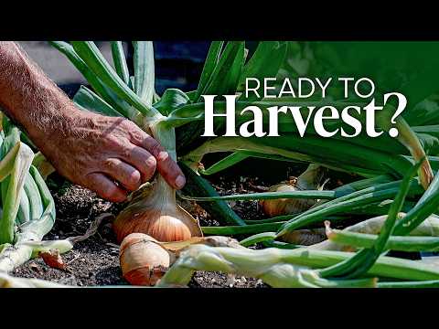 When to Harvest Onions and How to Dry Them for Storage 🧅