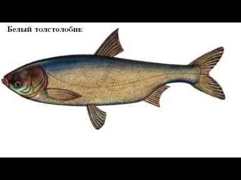 Новая уловистая снасть для ловли толстолоба Новая уловистая снасть для ловли толстолоба