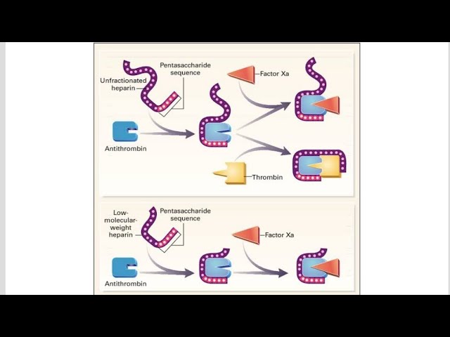 Mechanism Of Action Of Unfractionated And Lowmolecular Heparin
