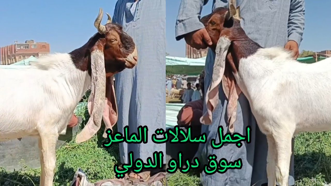 اسعار الغنم والماعز داخل سوق دراو بمحافظة أسوان اليوم ٢٠٢٥/٦/١٧ حبال خرفان ونعاج والده