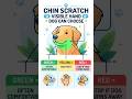 Why Dogs Often Prefer Chin Scratches