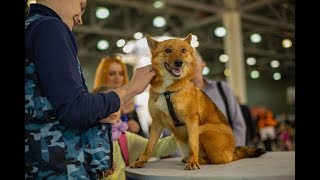 Презентация шалаек на интернациональной выставке собак «Евразия 2019» Презентация шалаек на интернациональной выставке собак «Евразия 2019»