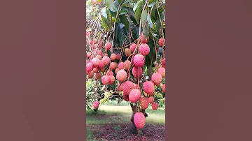 Litchi 