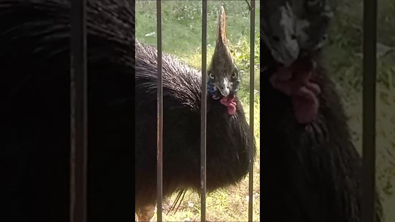 Cassowary died on March 25, 2021 at Zoo | The Royal Bird #birds