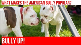 The Rise of the American Bully: What Makes This Breed So Popular? by The Last American Bully 288 views 1 month ago 4 minutes, 4 seconds