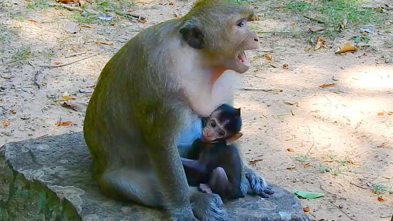 What wrong happen why Danna  shout with big mouth like this / Monkey Post