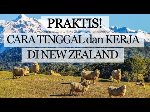 Video: Bagaimana Cara Untuk Tinggal Di Selandia Baru