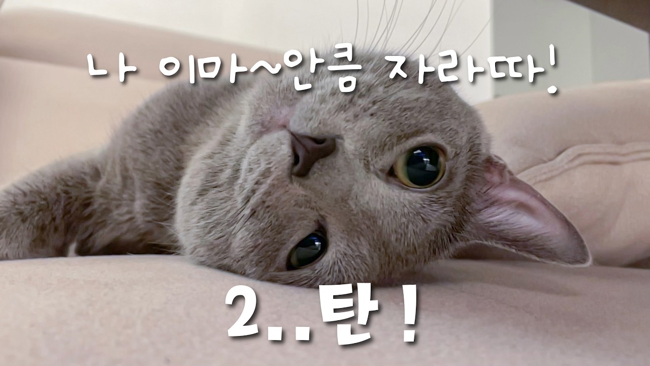 나 이마~안큼 자라따!! | 어른이 된 베리 2탄 | 토끼와 동거하게 된 고양이