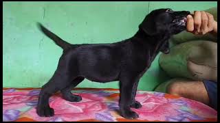 Show #quality Labrador puppy. #videoviral #video