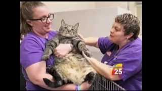 Snooks, the 36 pound cat, on KAVU - Victoria, TX