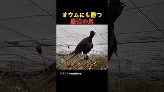 オウムにも勝つ最強の鳥
