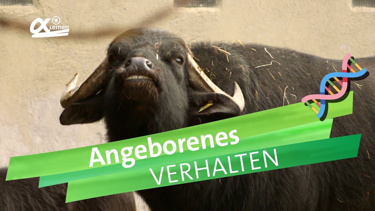 Hund korrigieren bei unerwünschtem Verhalten - VLOG