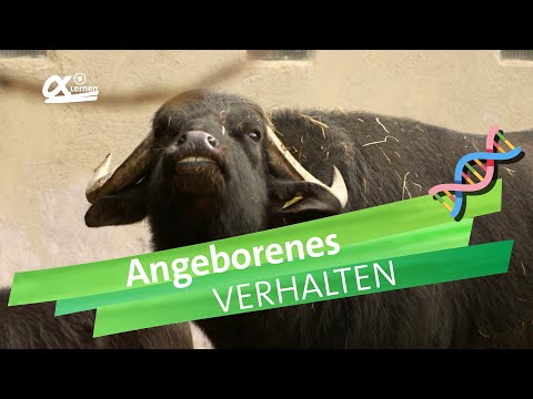 Video: Was sind vererbte Eigenschaften und erlernte Verhaltensweisen?