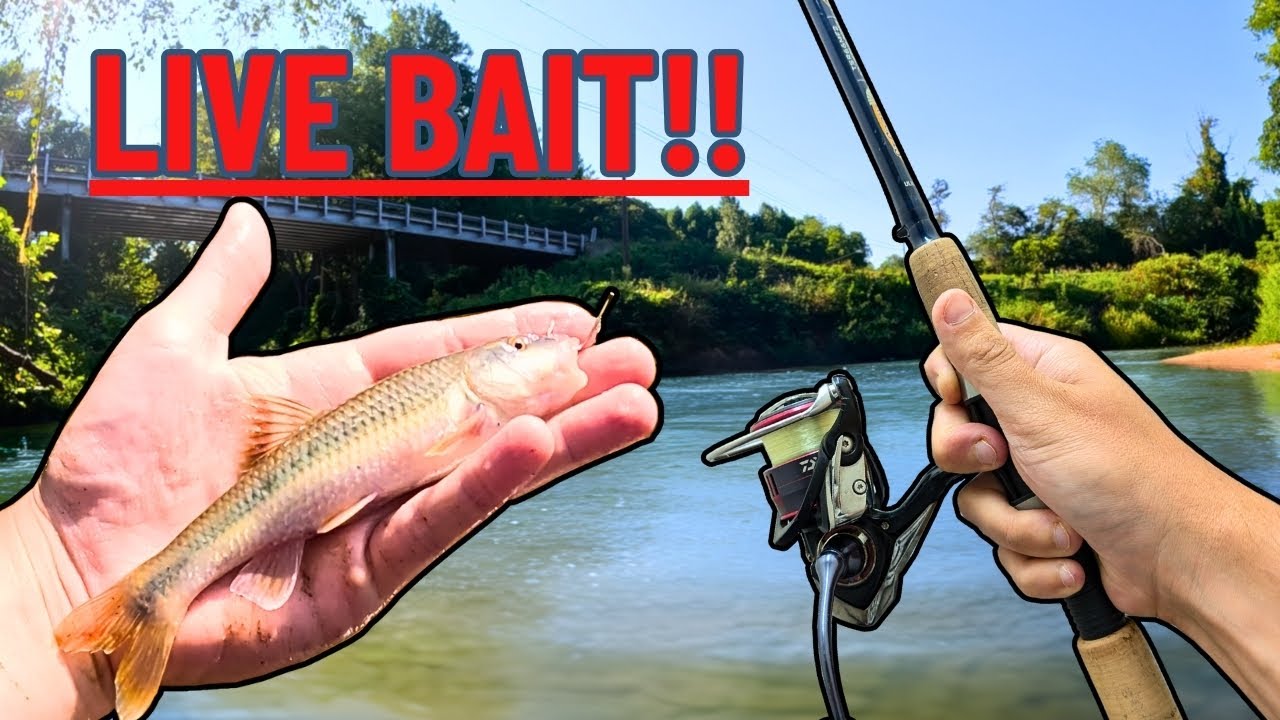 Live Bait Magic! How to Hook Big Bass in Your Local Creek!