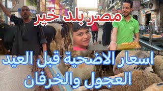 جوله في شوارع مصر والاجواء قبل عيد الاضحي/ اسعار العجول والخرفان واضحية العيد